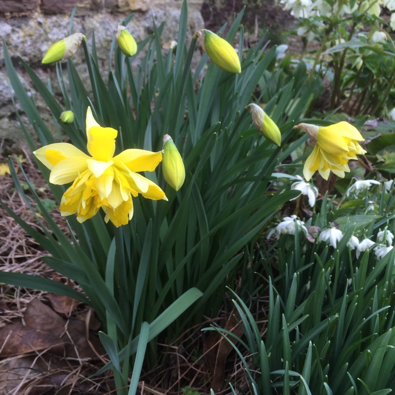 plant image 19701