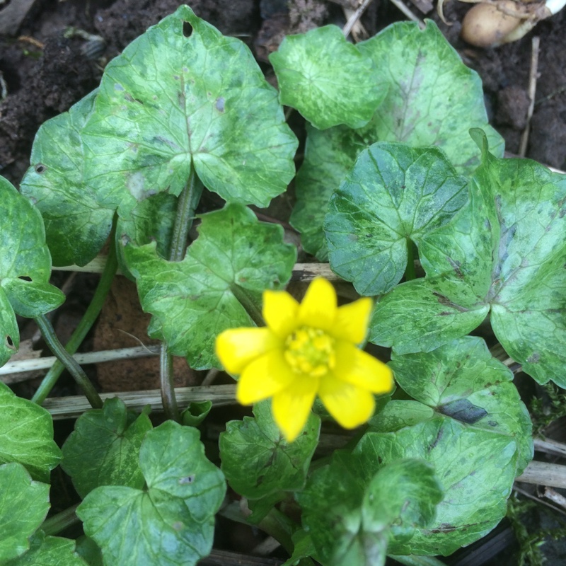 plant image 19702