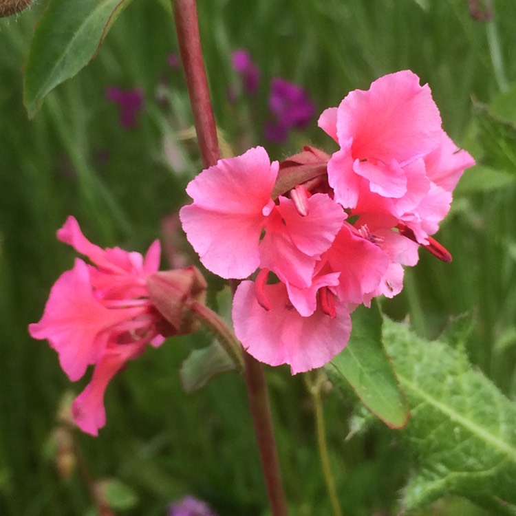 plant image 203009
