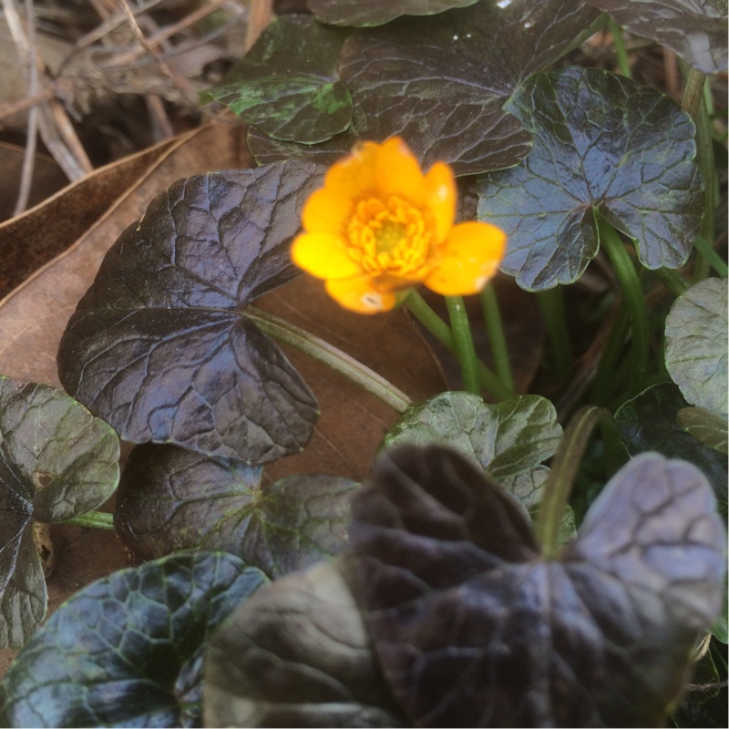 Plant image Ficaria verna 'Coppernob'