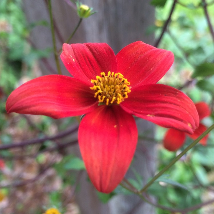 plant image 206191