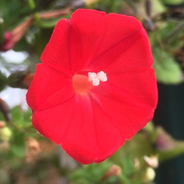 Ipomoea x multifida