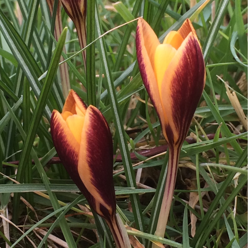 plant image 20629