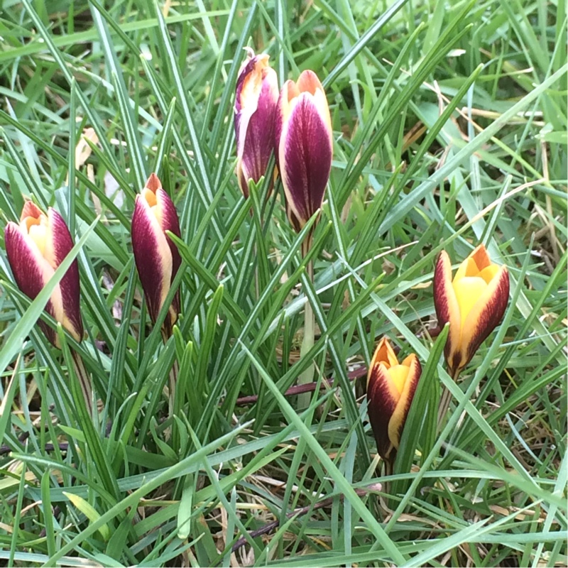 plant image 20630