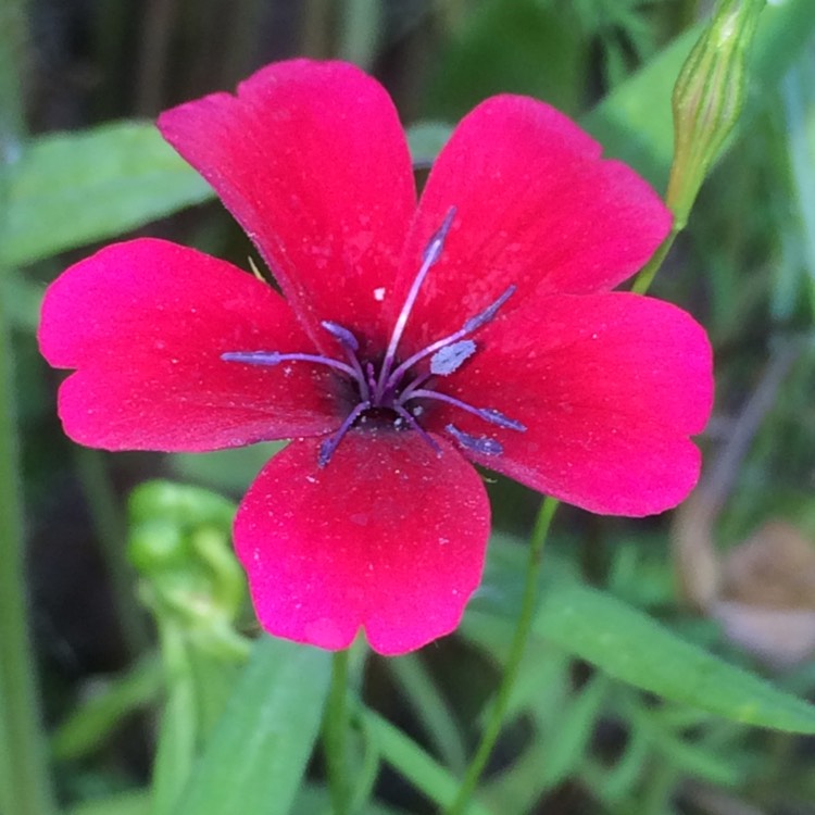 plant image 207111