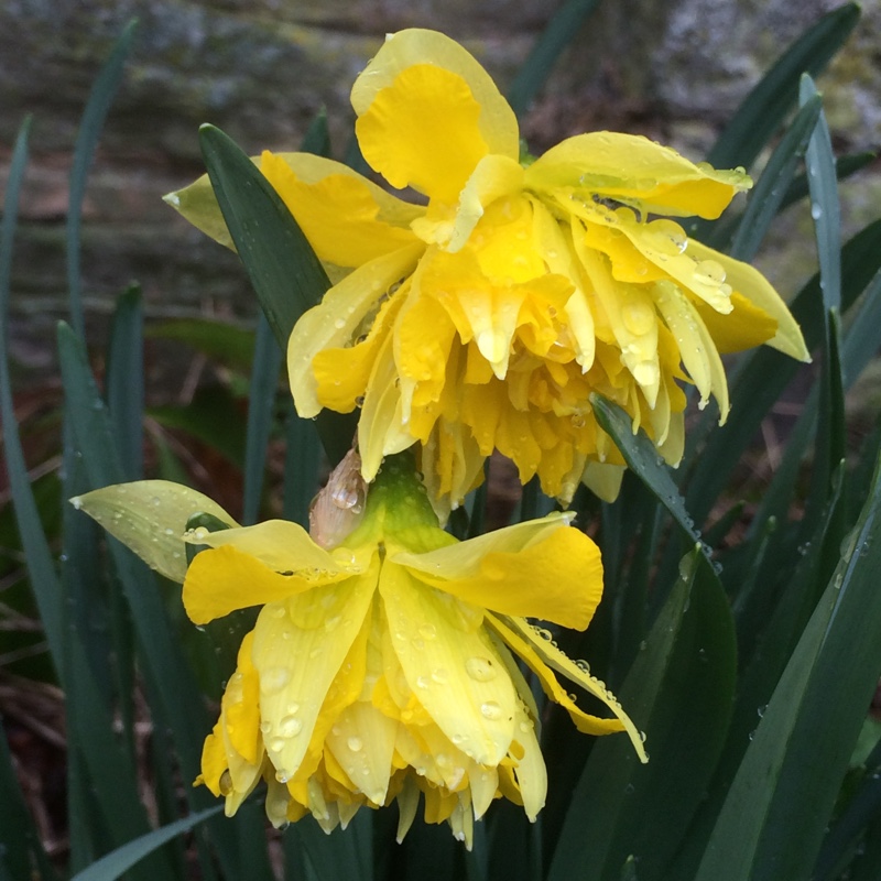 plant image 20896