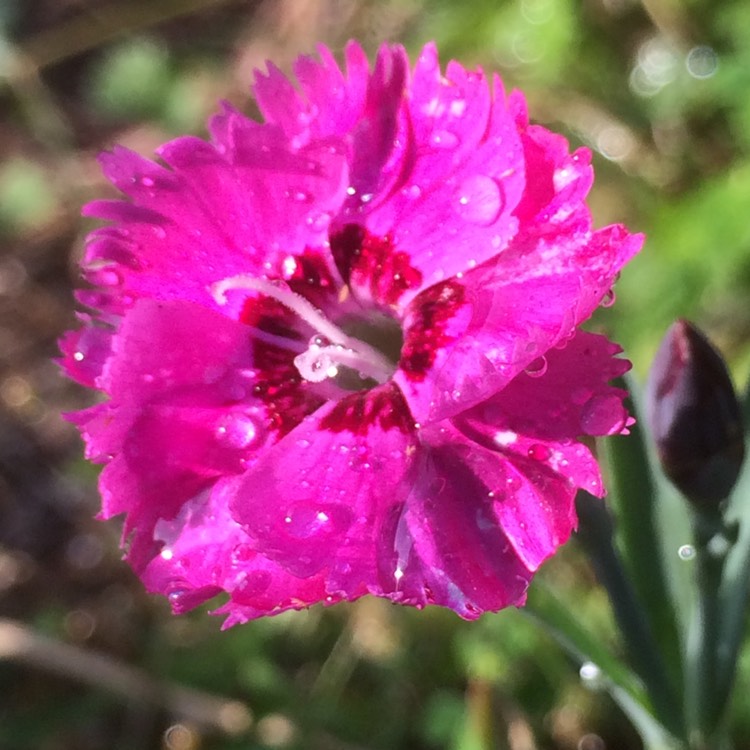 plant image 209521