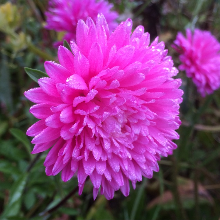 Plant image Callistephus chinensis 'Queen of the Market Mixed'