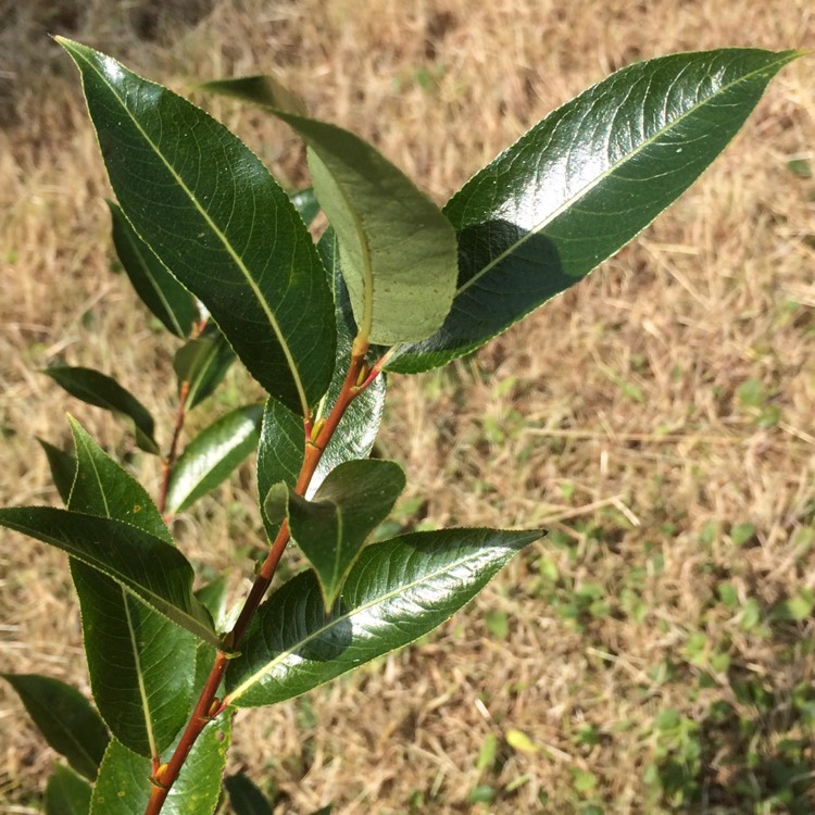 plant image 210305