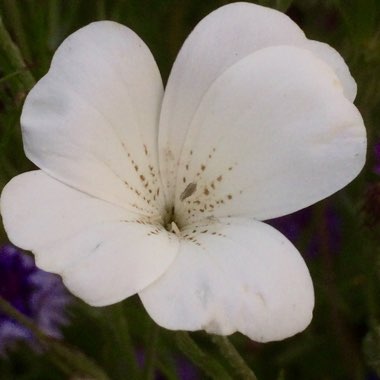 Agrostemma githago 'Milas Snow Queen'