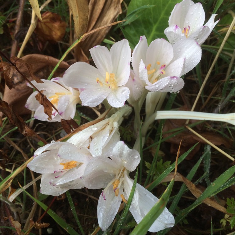 plant image 212330