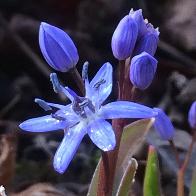 plant image 21317