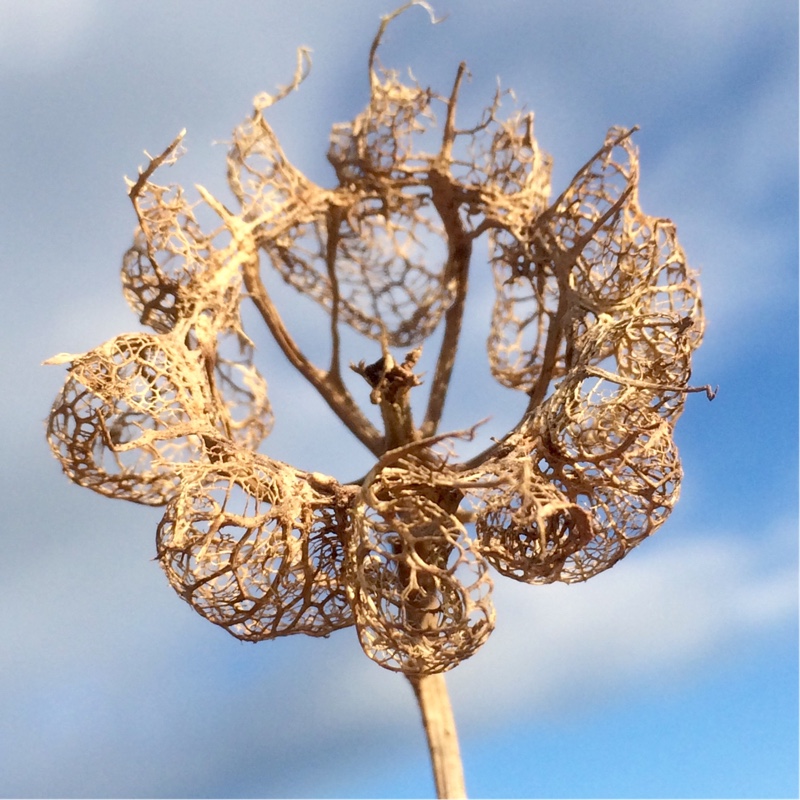 Nigella