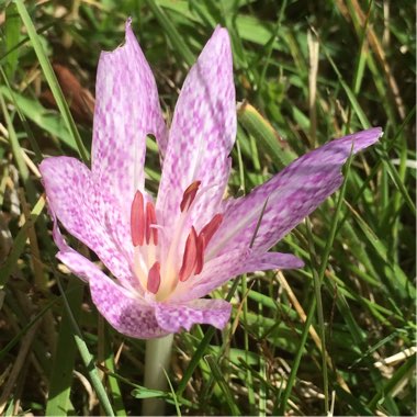 Colchicum x agrippinum