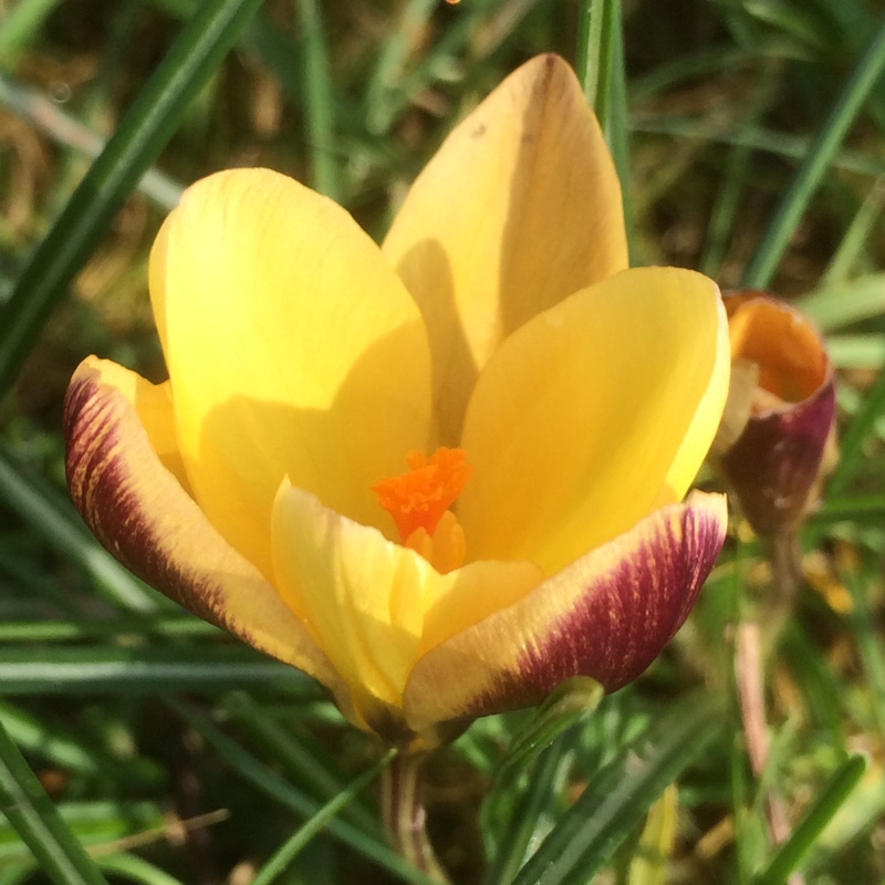plant image 22103