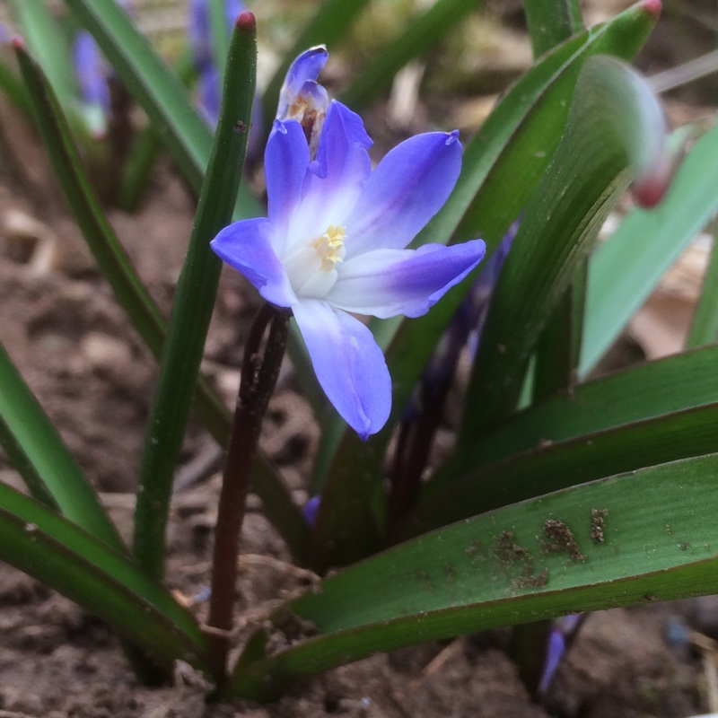 plant image 22730