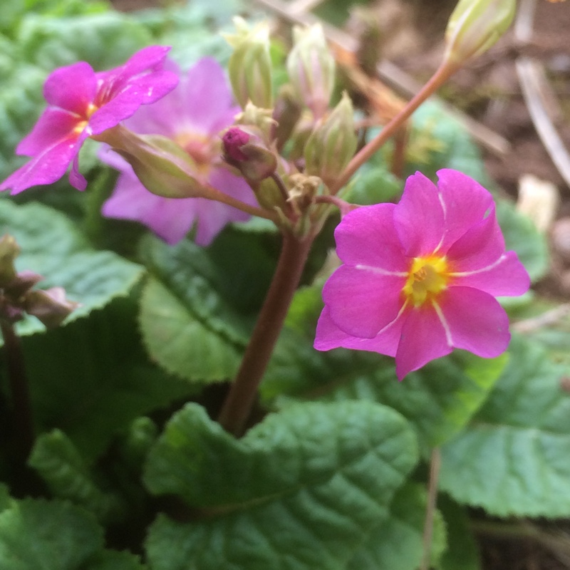 plant image 24019