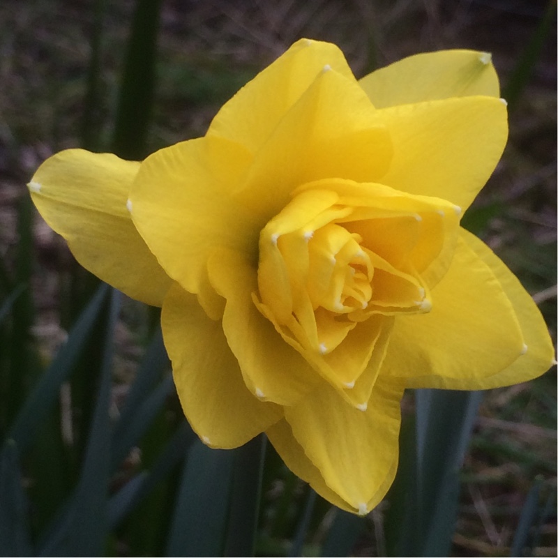 Plant image Narcissus 'Golden Ducat'