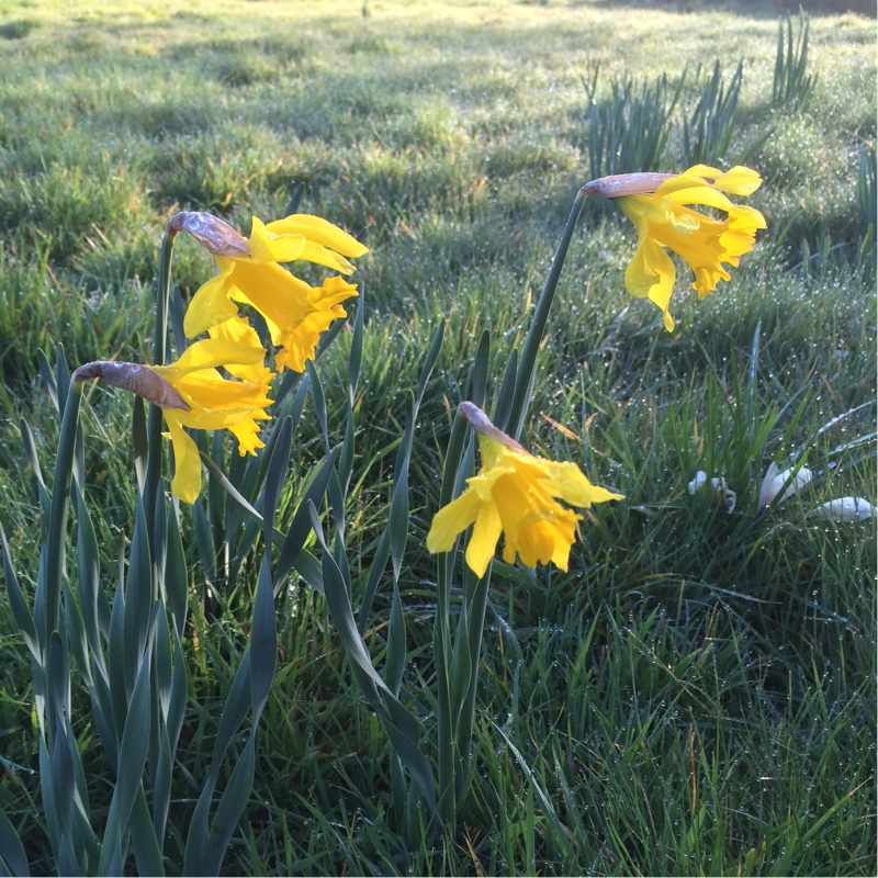 plant image 25512