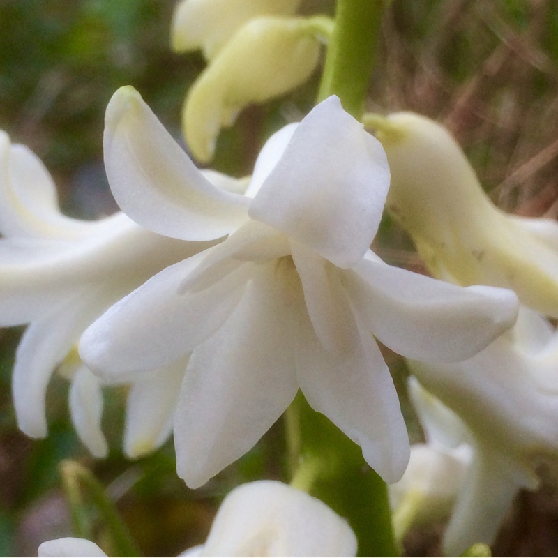plant image 25884