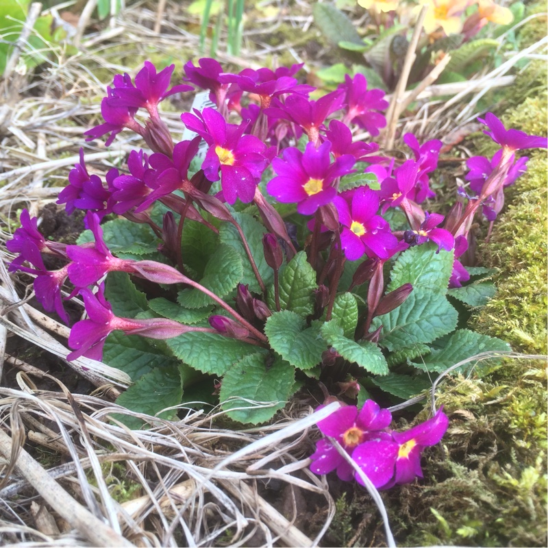 plant image 26762