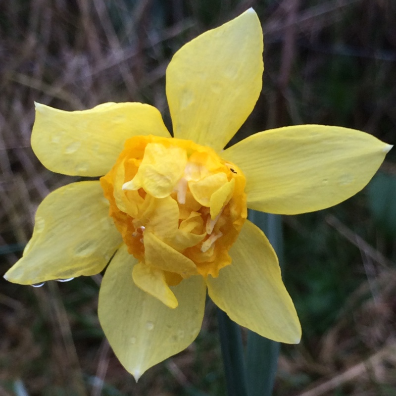 Narcissus 'Butter and Eggs' syn. Narcissus 'Golden Phoenix', Narcissus 'Yellow Phoenix'