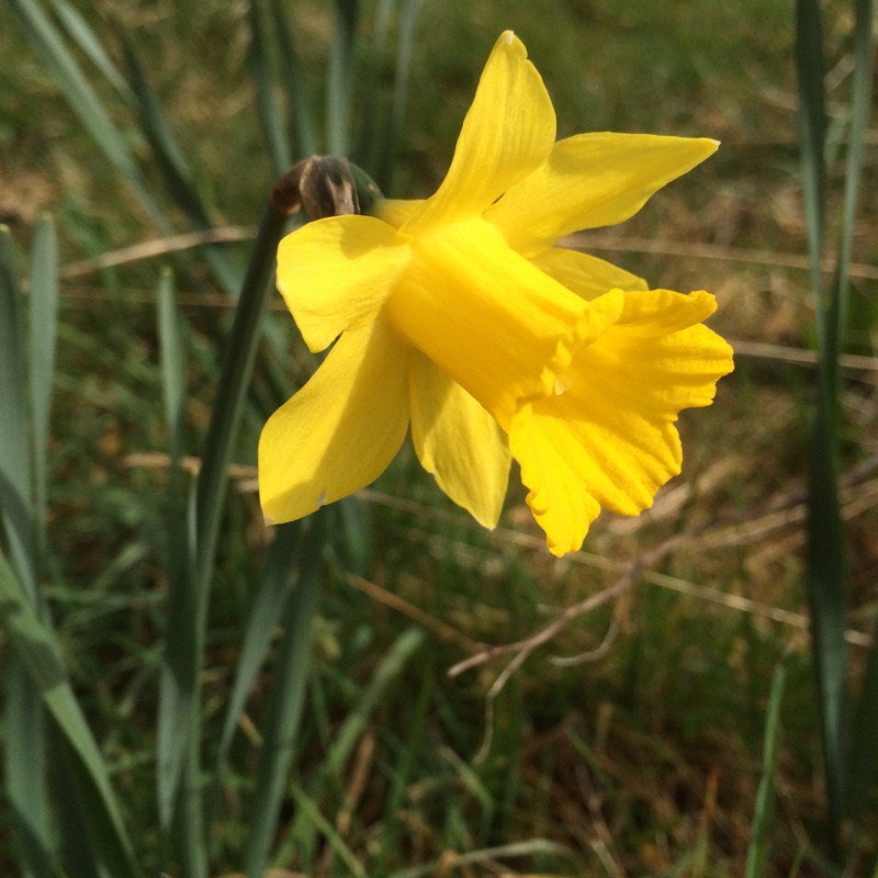 plant image 27628