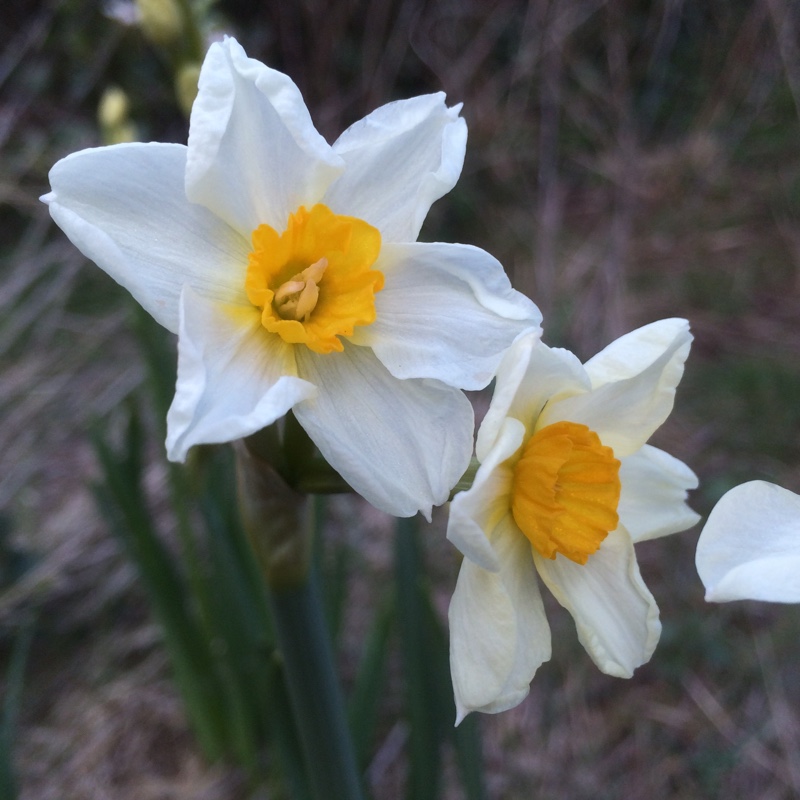 plant image 29577