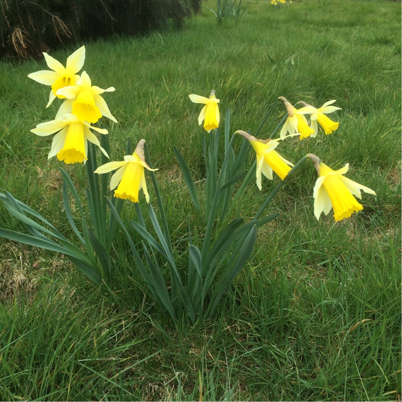 plant image 30015