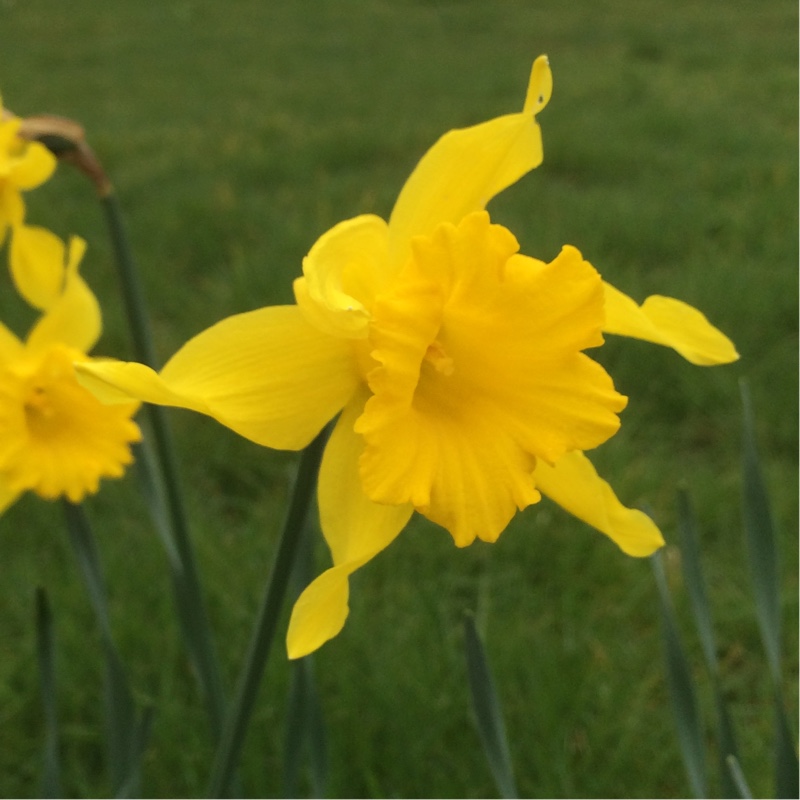 plant image 30018