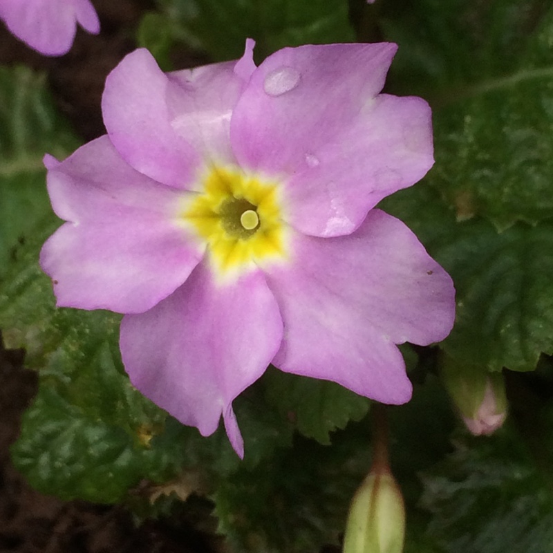 Plant image Primula juliae 'Groenekan's Glorie'