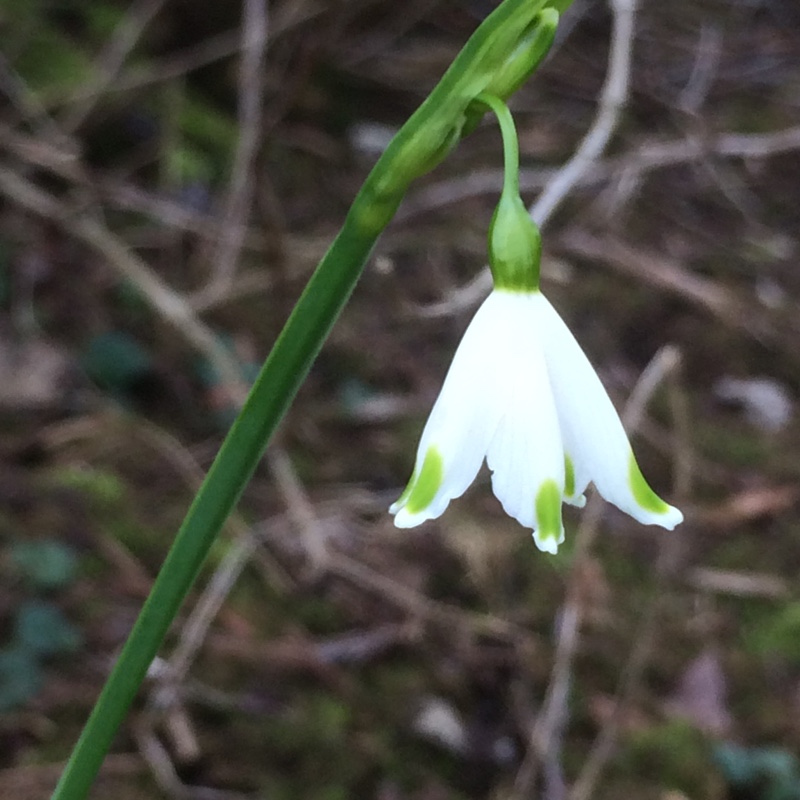 Leucojum aestivum 'Gravetye Giant'
