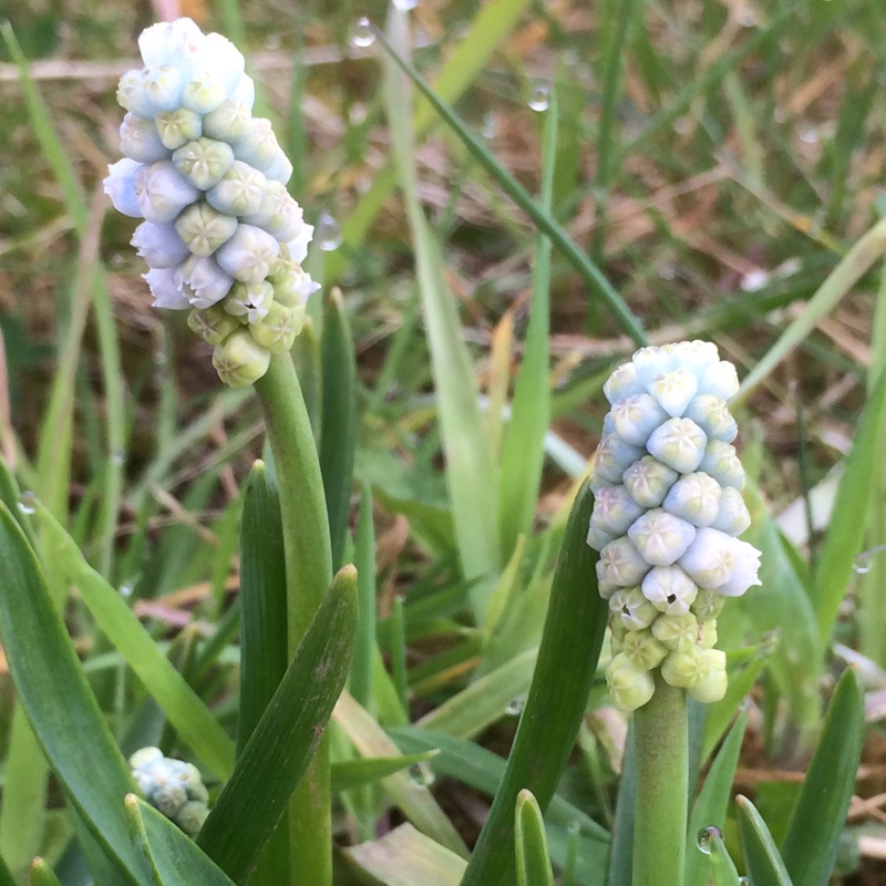Plant image Muscari armeniacum 'Peppermint'