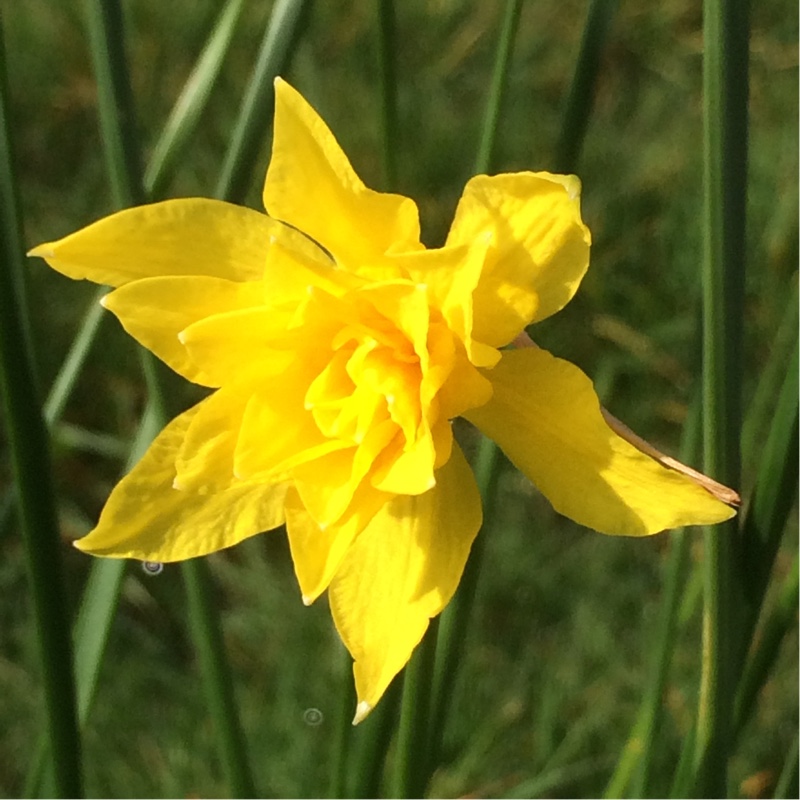 plant image 31601