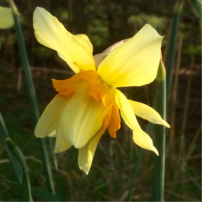 plant image 32806