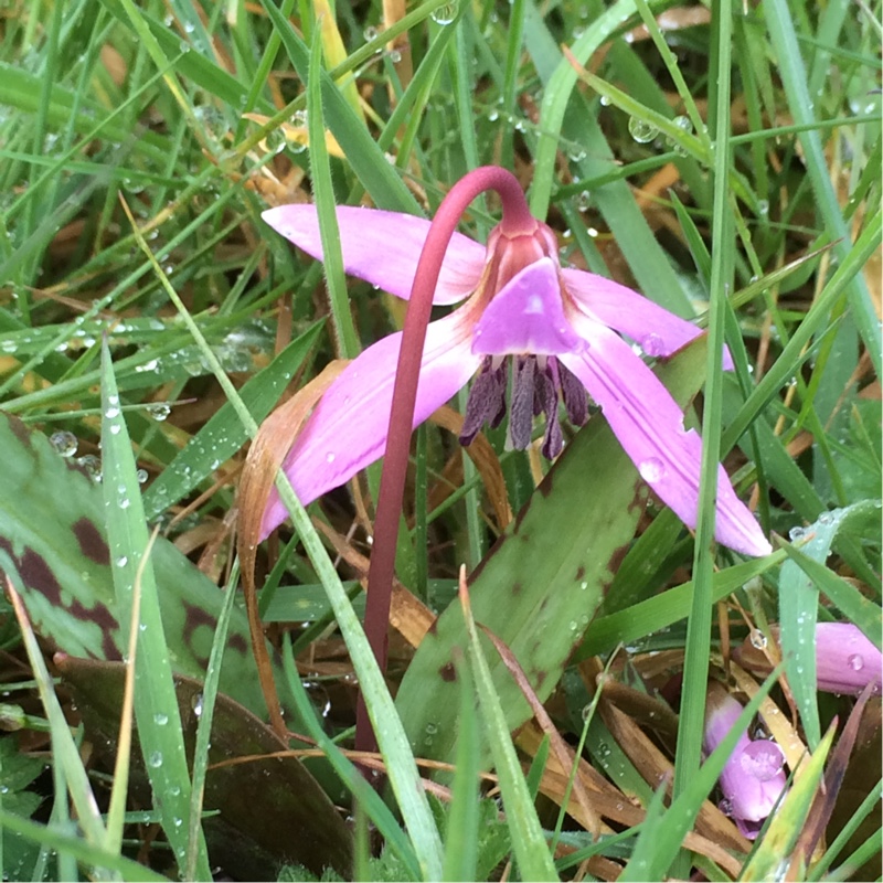 Erythronium Dens-Canis