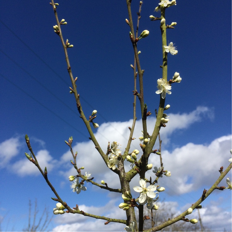 Plant image Prunus domestica var. damascena Prune Damson