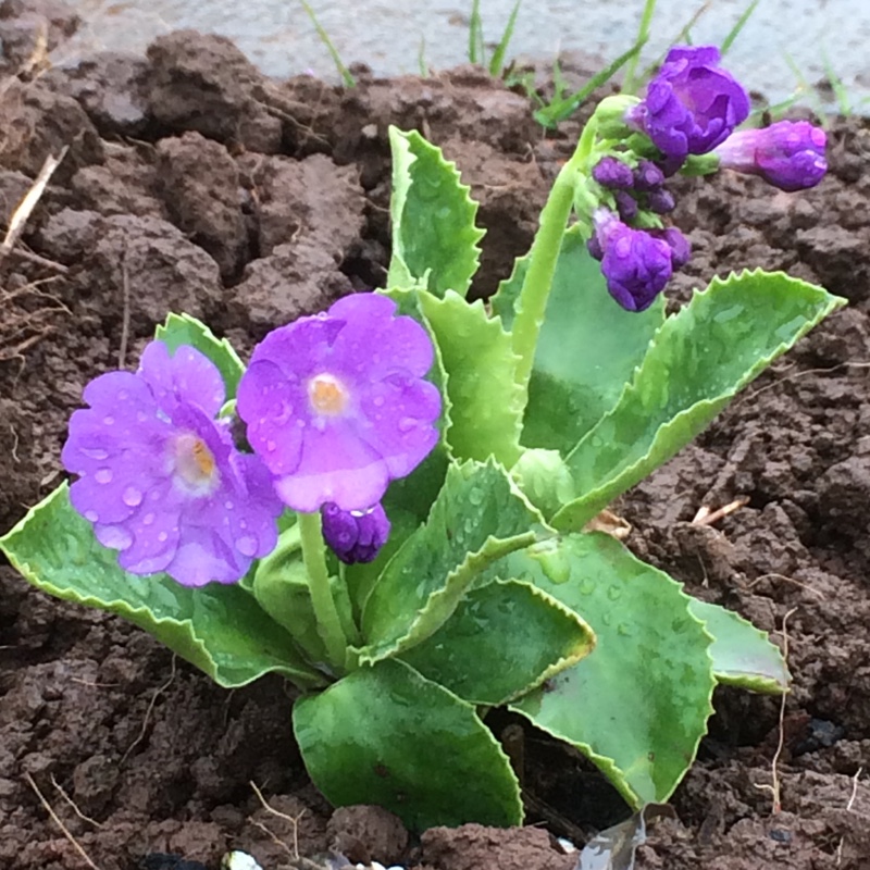 plant image 34751