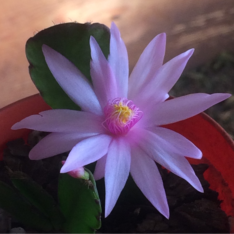 plant image 36407