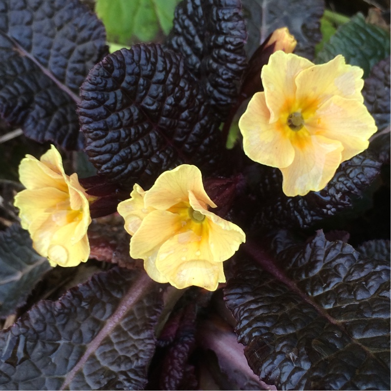 Plant image Primula Kennedy Irish series 'Claddagh'