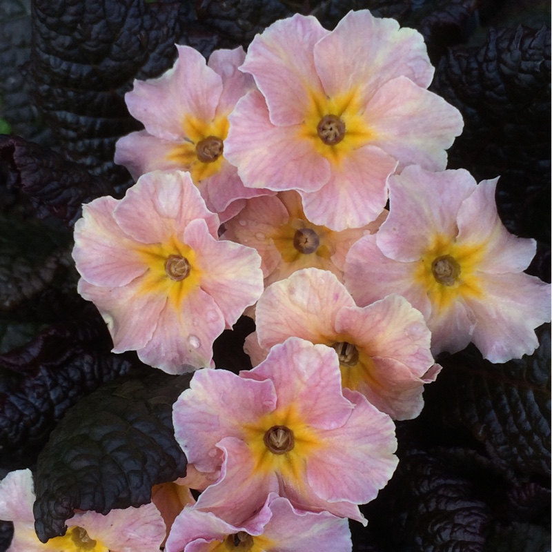 Plant image Primula Kennedy Irish series 'Dunbeg'