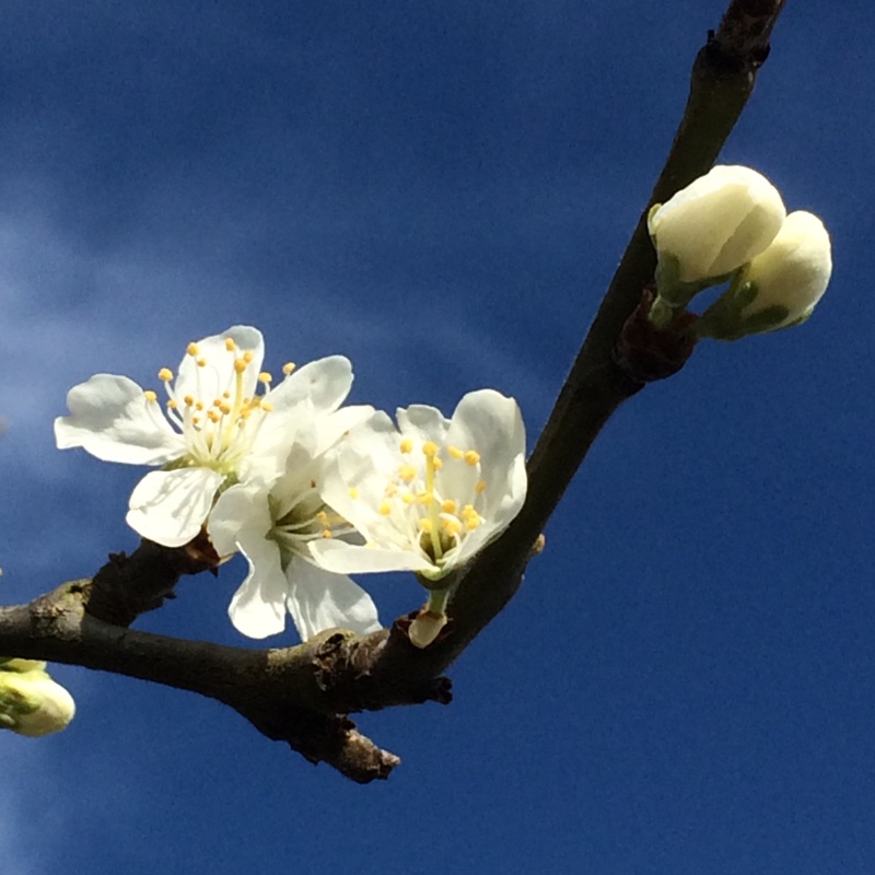 Plant image Prunus domestica 'Victoria'
