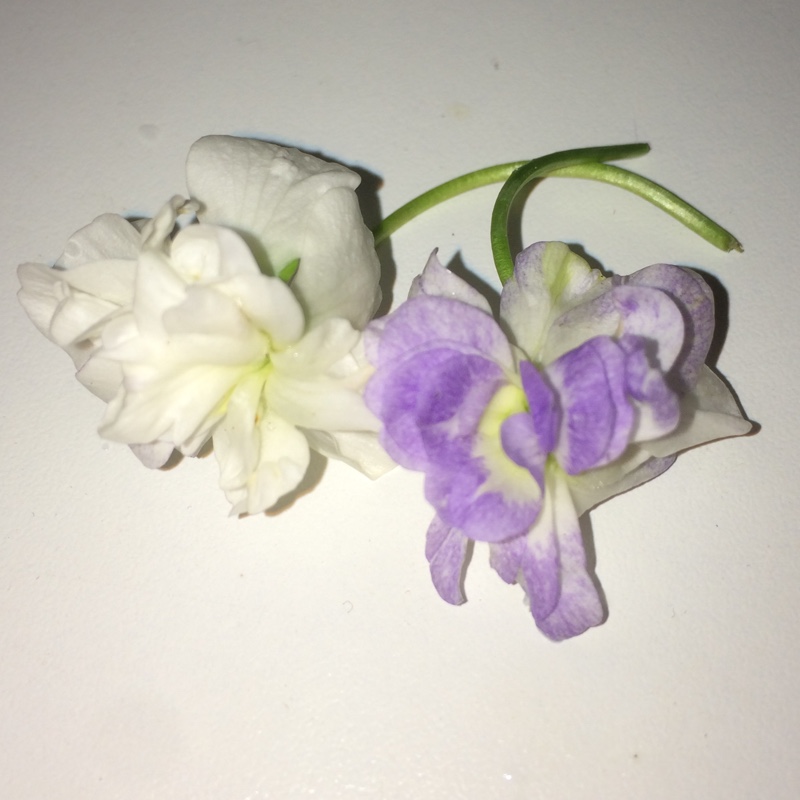 plant image 38186