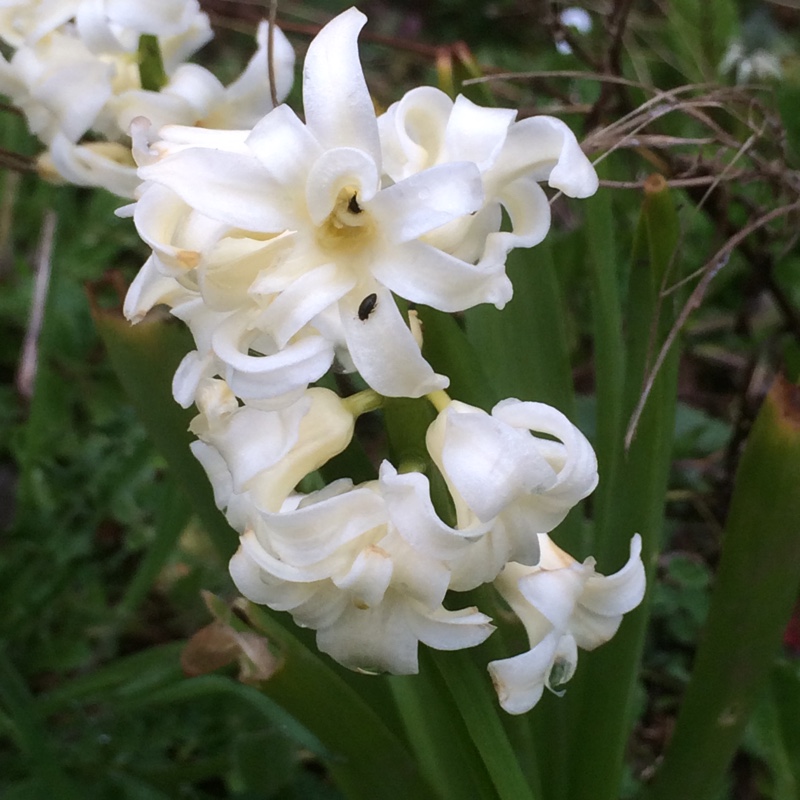 plant image 38997