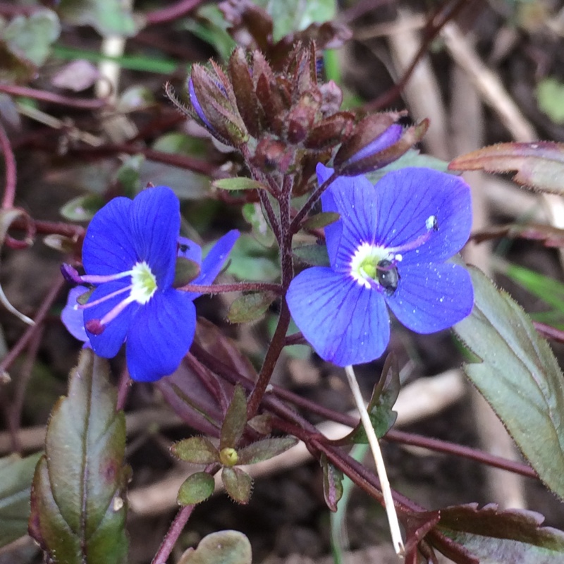 Plant image Veronica peduncularis 'Georgia Blue' syn. Veronica umbrosa 'Georgia Blue', Veronica peduncularis 'Oxford Blue'