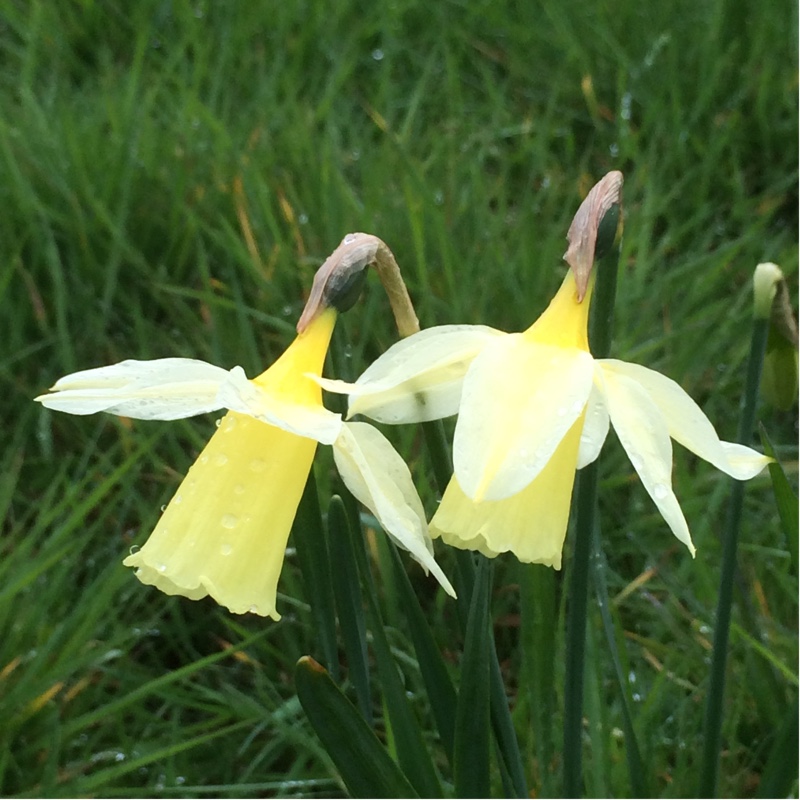 plant image 41448