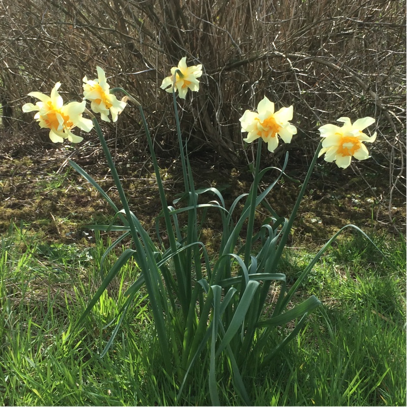 plant image 43221
