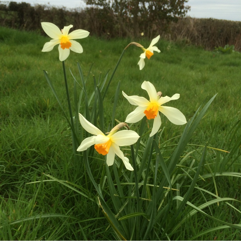 Plant image Narcissus 'Lucifer'