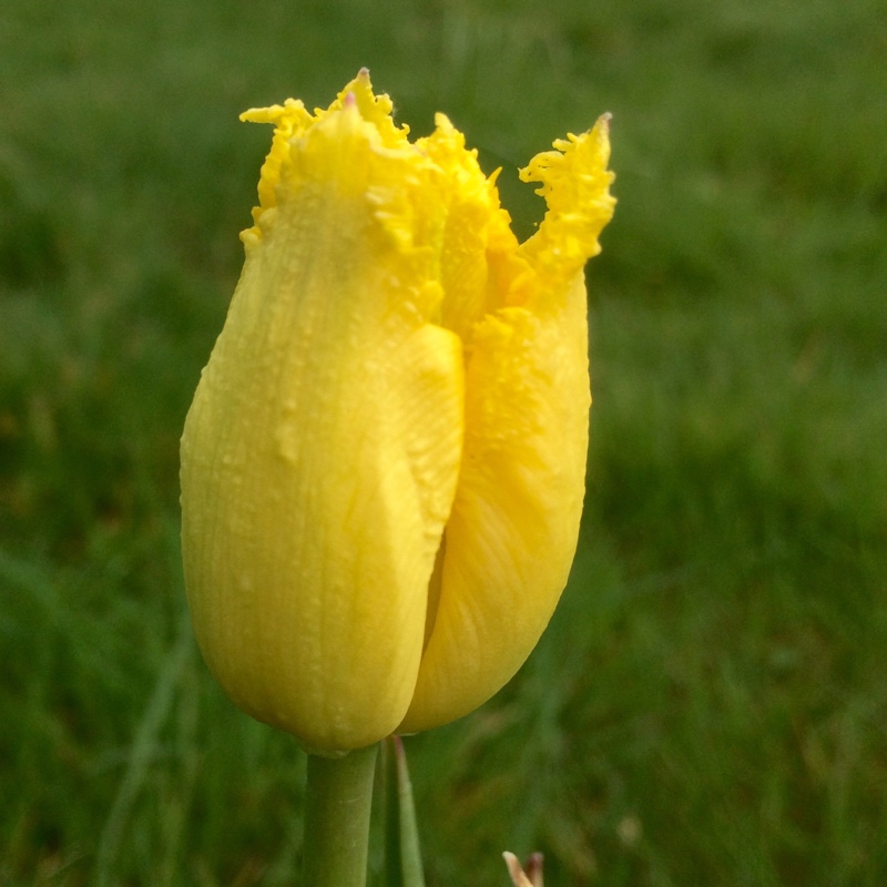 plant image 46909