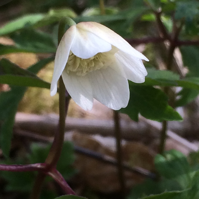 Plant image Anemone nemorosa 'Vestal'